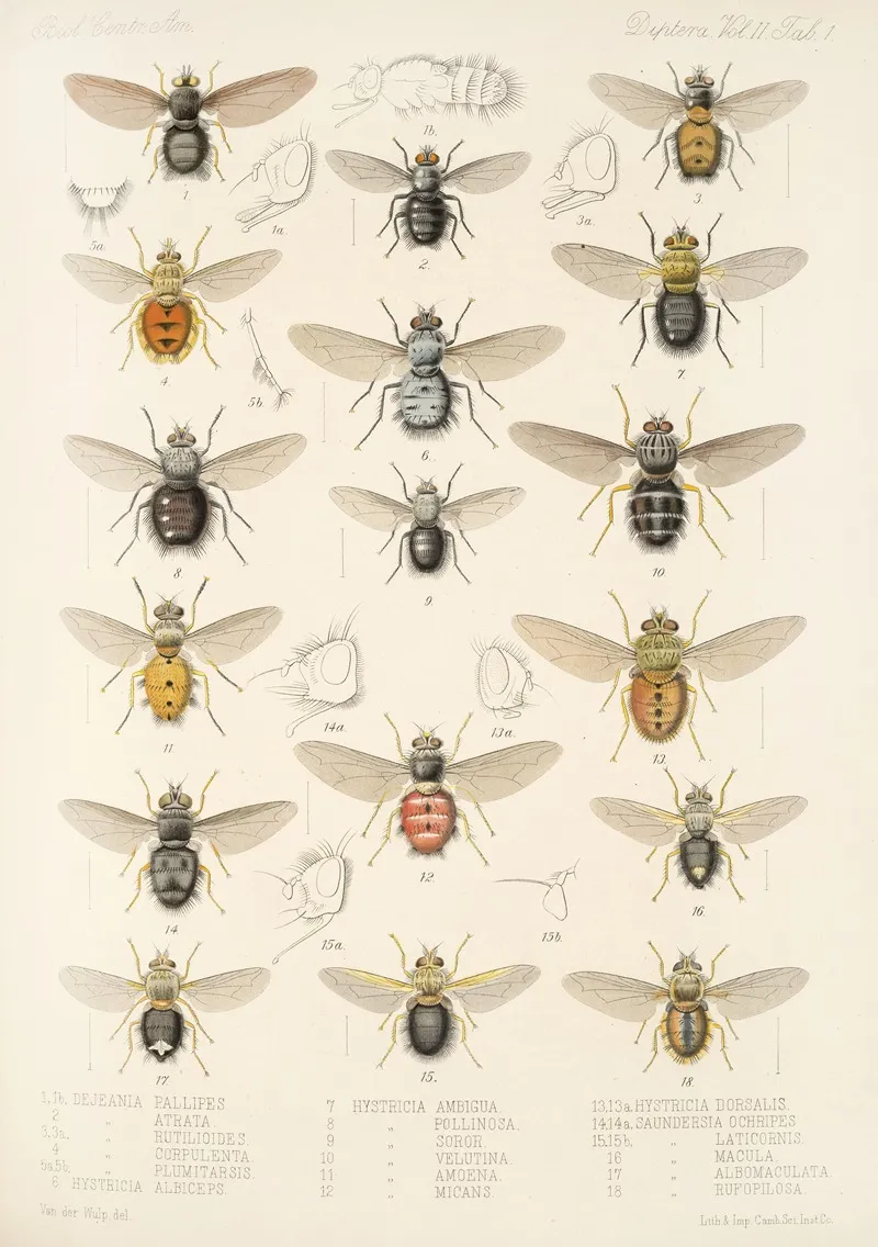 Insecta Diptera Pl 09 Wall Art by Frederick DuCane Godman - High-Resolution Digital Print