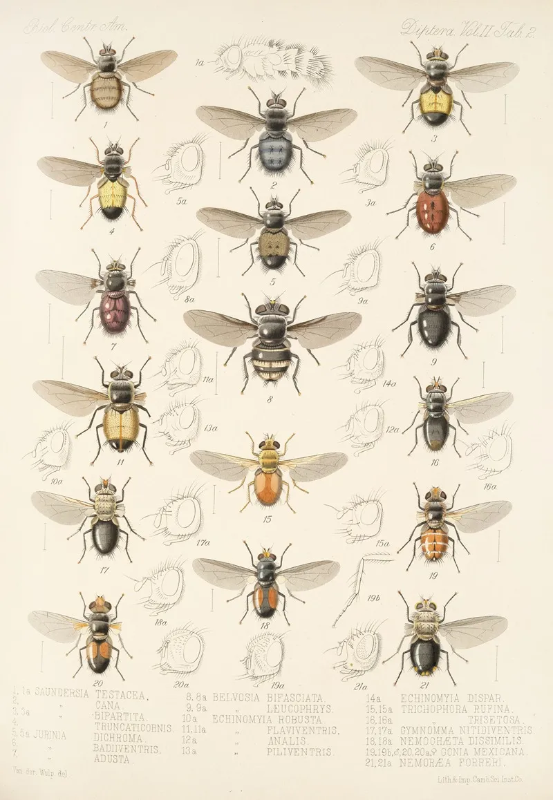 Insecta Diptera Pl 10 Wall Art by Frederick DuCane Godman - High-Resolution Digital Print
