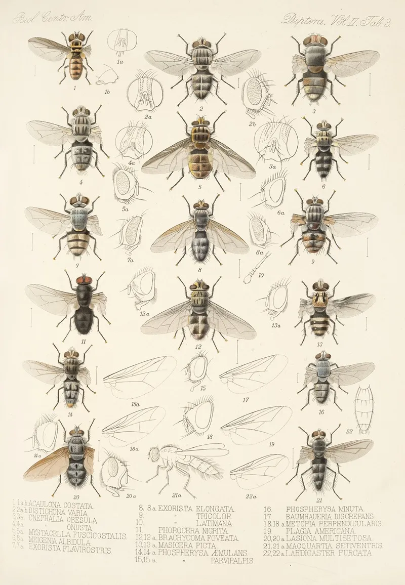 Insecta Diptera Pl 11 Wall Art by Frederick DuCane Godman - High-Resolution Digital Print