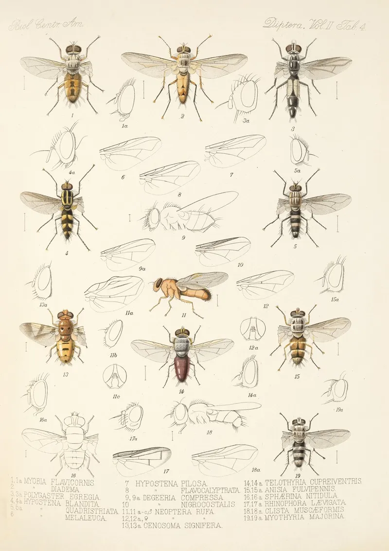 Insecta Diptera Pl 12 Wall Art by Frederick DuCane Godman - High-Resolution Digital Print