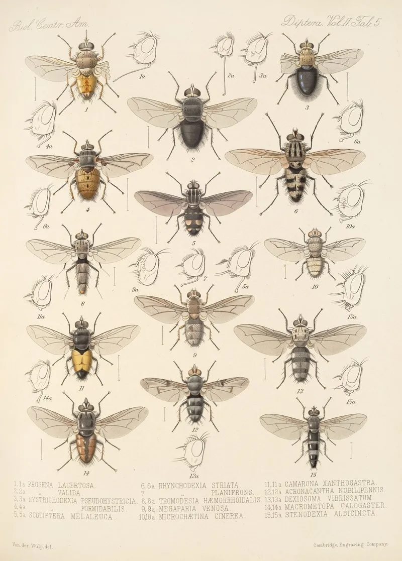 Insecta Diptera Pl 13 Wall Art by Frederick DuCane Godman - High-Resolution Digital Print