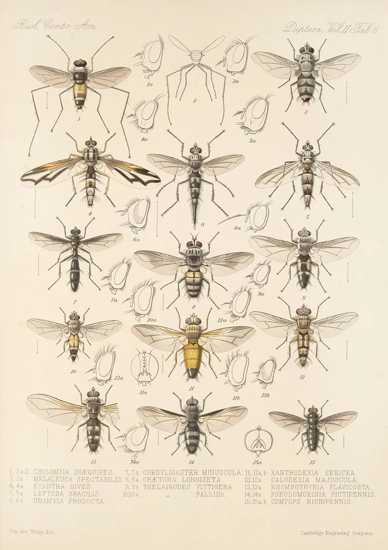 Insecta Diptera Pl 14 Wall Art by Frederick DuCane Godman - High-Resolution Digital Print
