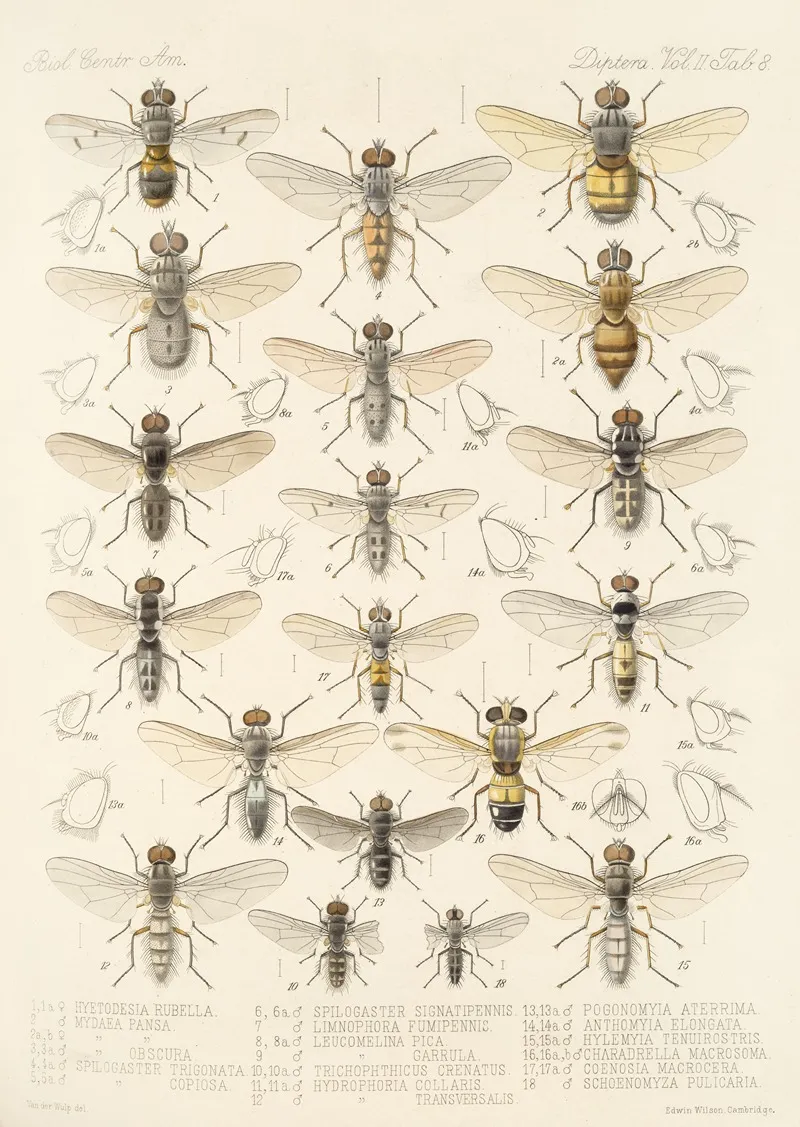 Insecta Diptera Pl 16 Wall Art by Frederick DuCane Godman - High-Resolution Digital Print