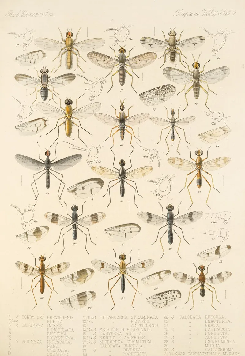 Insecta Diptera Pl 17 Wall Art by Frederick DuCane Godman - High-Resolution Digital Print
