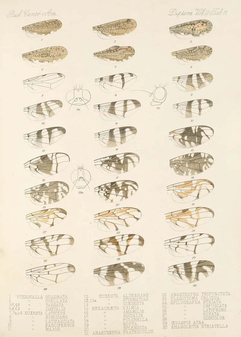 Insecta Diptera Pl 19 Wall Art by Frederick DuCane Godman - High-Resolution Digital Print