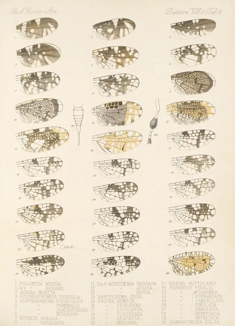Insecta Diptera Pl 20 Wall Art by Frederick DuCane Godman - High-Resolution Digital Print