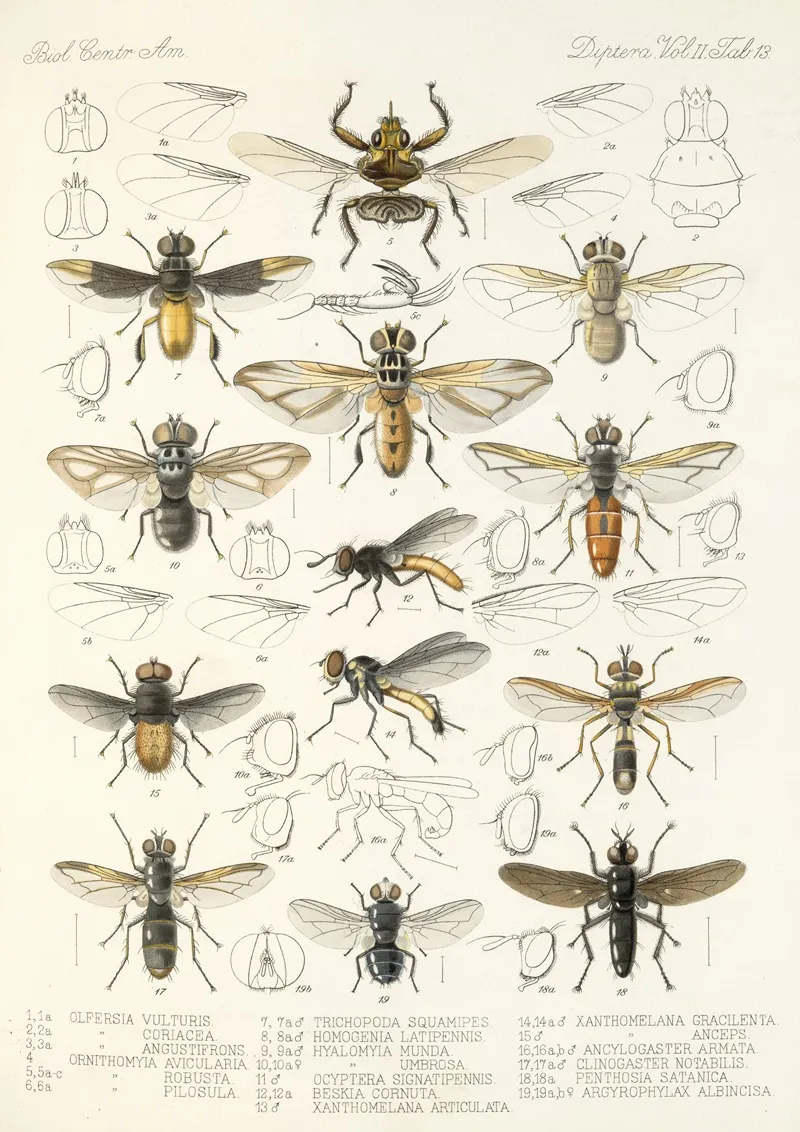 Insecta Diptera Pl 21 Wall Art by Frederick DuCane Godman - High-Resolution Digital Print