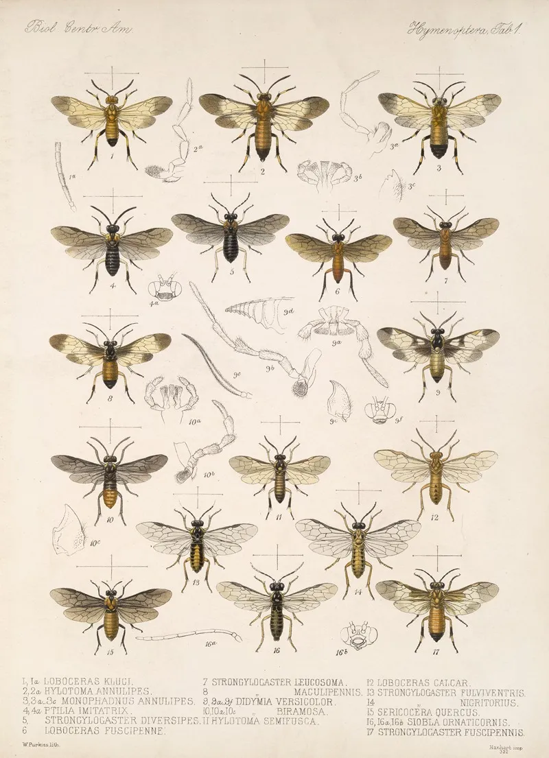 Insecta Hymenoptera Pl 01 Wall Art by Frederick DuCane Godman - High-Resolution Digital Print