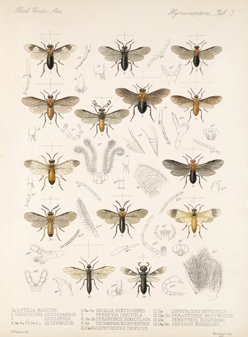Insecta Hymenoptera Pl 03 Wall Art by Frederick DuCane Godman - High-Resolution Digital Print