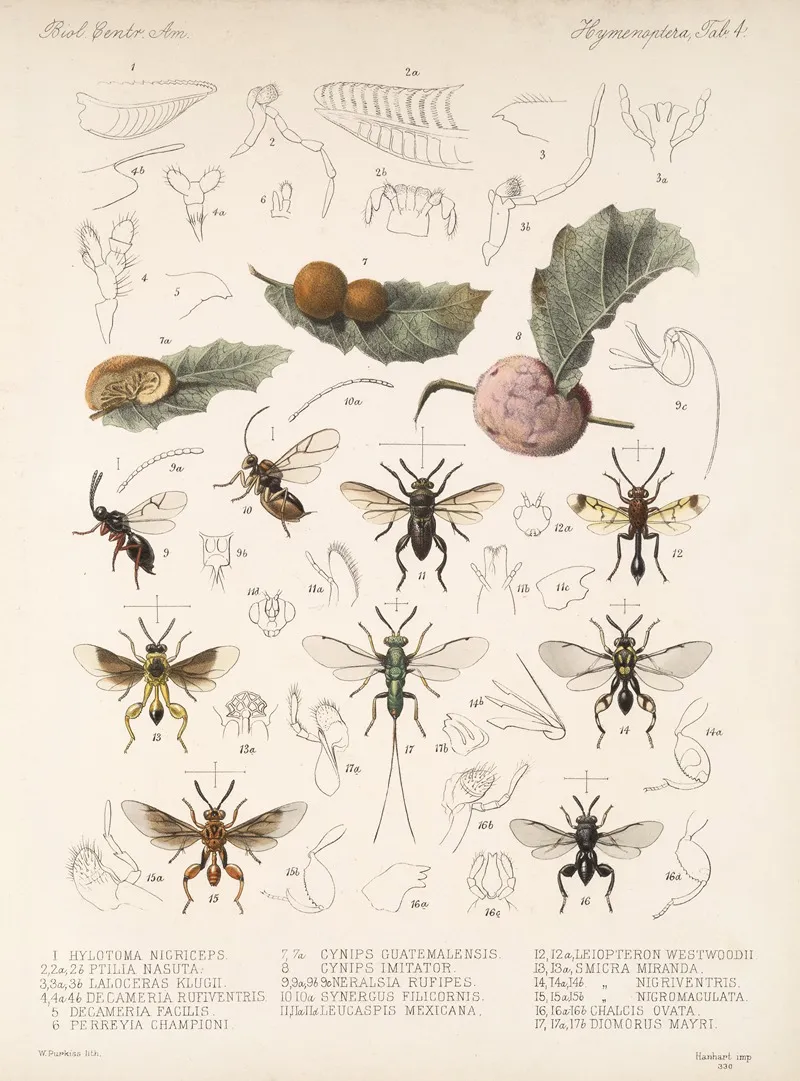 Insecta Hymenoptera Pl 04 Wall Art by Frederick DuCane Godman - High-Resolution Digital Print