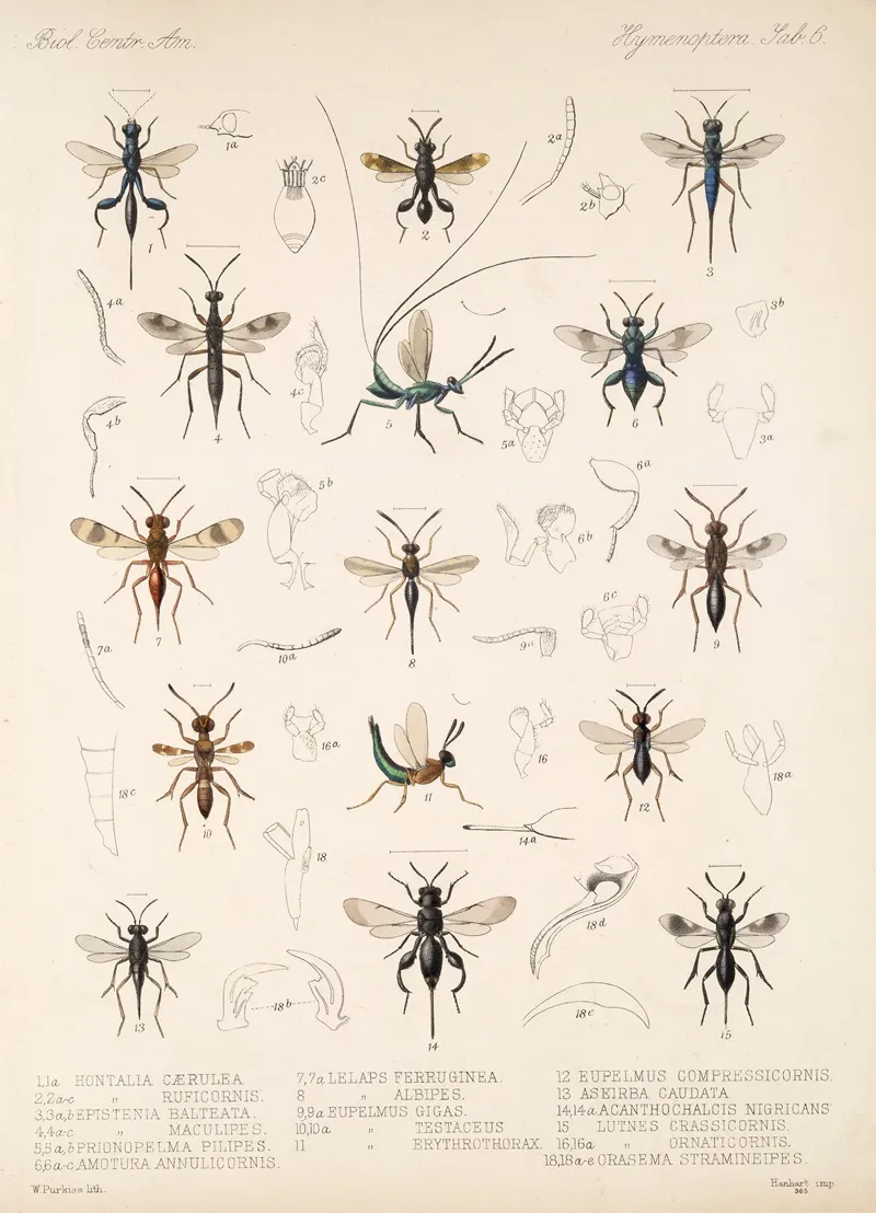 Insecta Hymenoptera Pl 06 Wall Art by Frederick DuCane Godman - High-Resolution Digital Print