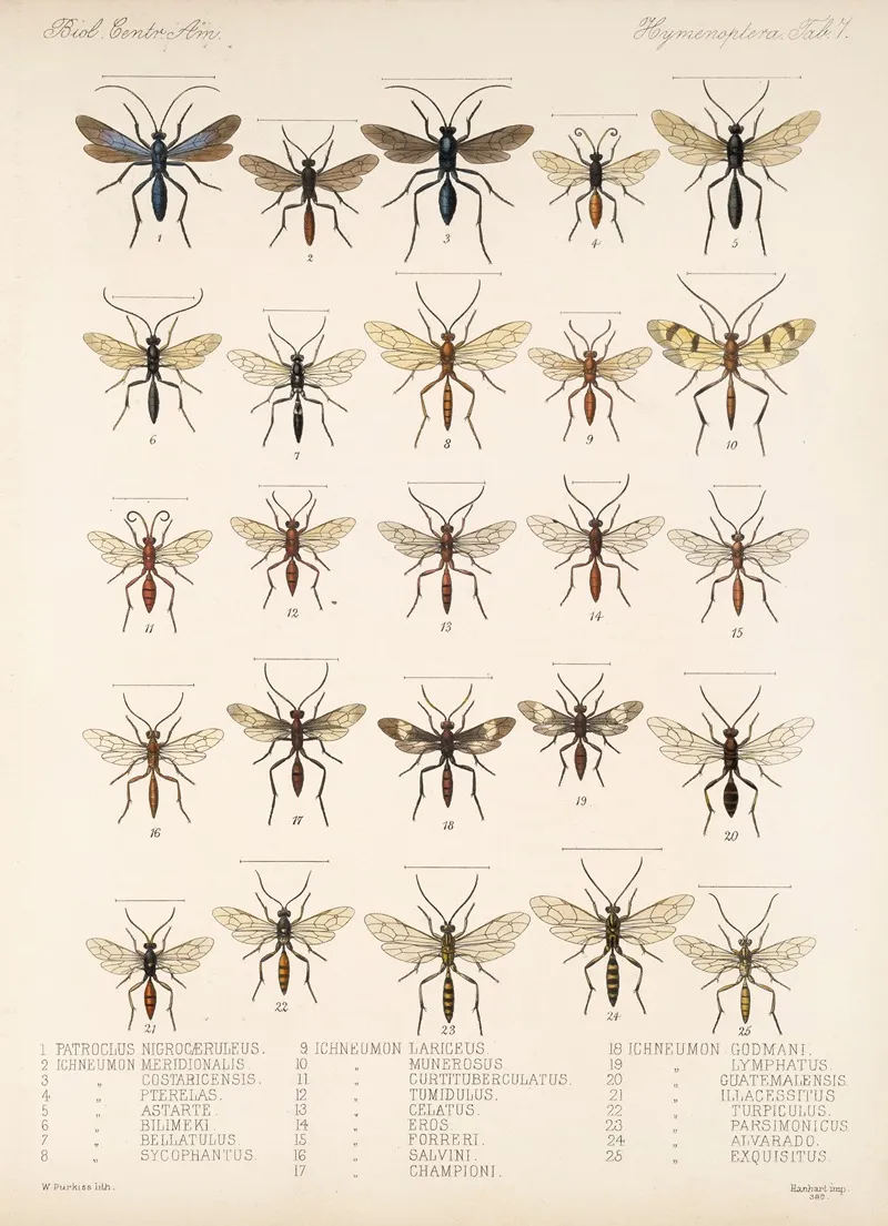 Insecta Hymenoptera Pl 07 Wall Art by Frederick DuCane Godman - High-Resolution Digital Print