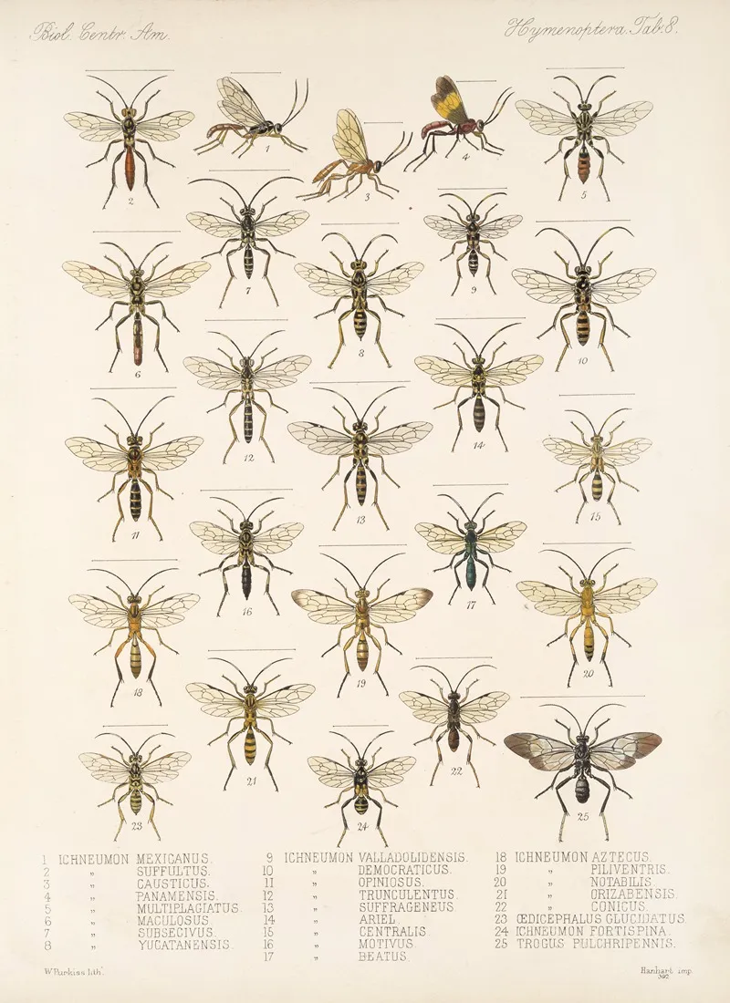 Insecta Hymenoptera Pl 08 Wall Art by Frederick DuCane Godman - High-Resolution Digital Print