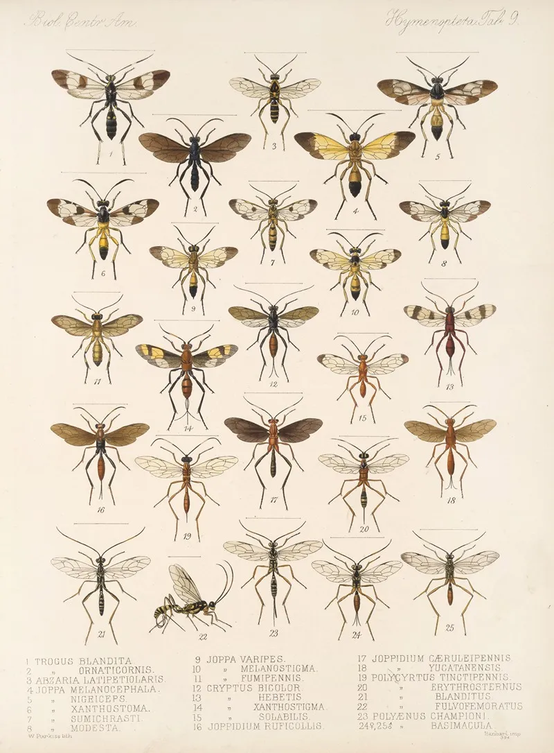 Insecta Hymenoptera Pl 09 Wall Art by Frederick DuCane Godman - High-Resolution Digital Print