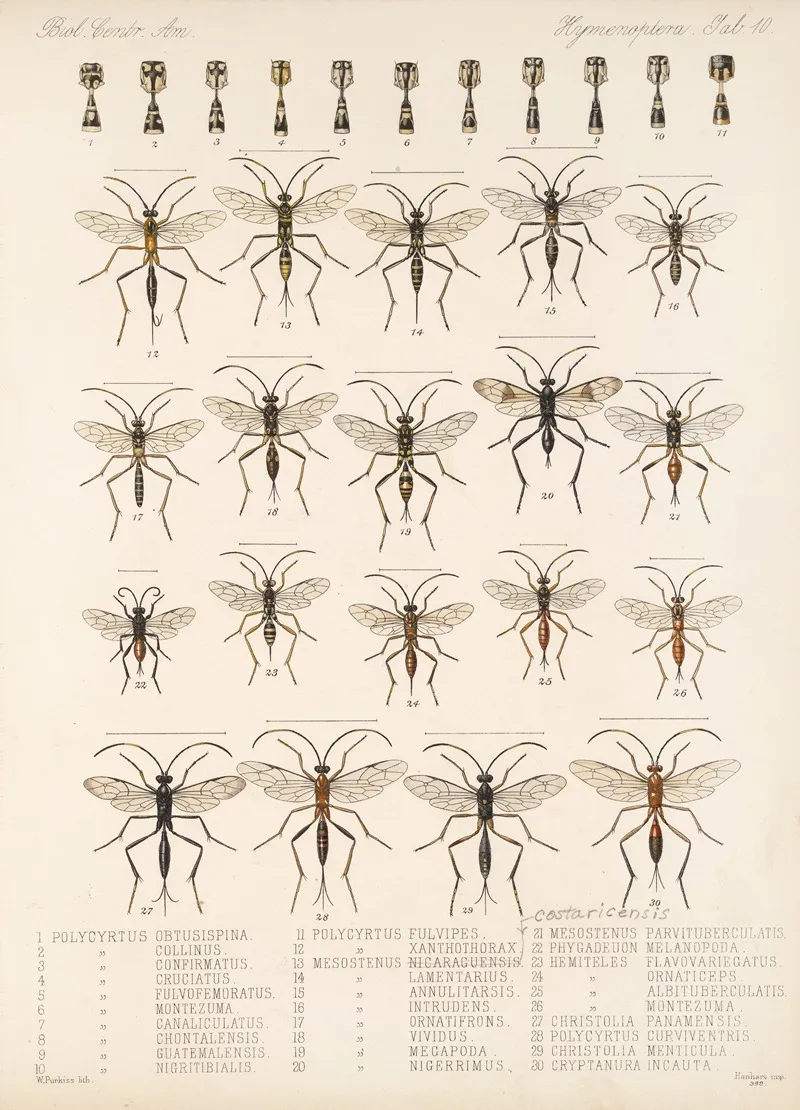 Insecta Hymenoptera Pl 10 Wall Art by Frederick DuCane Godman - High-Resolution Digital Print
