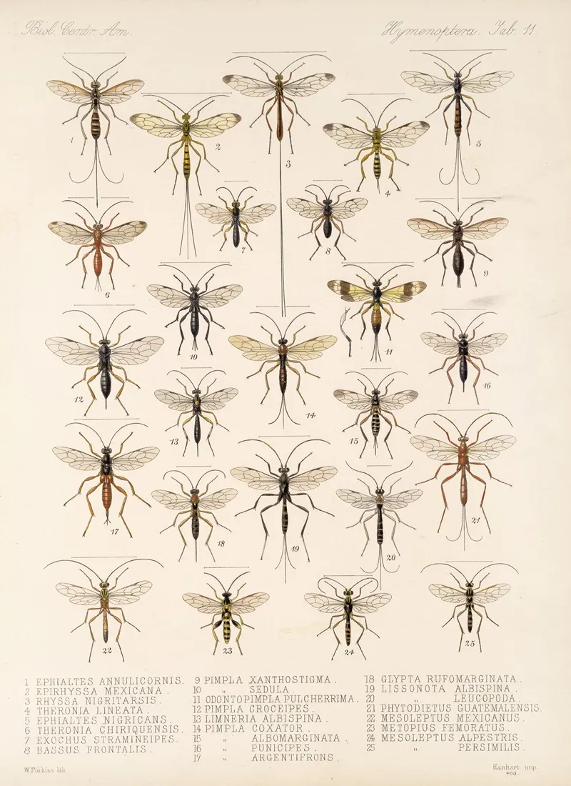 Insecta Hymenoptera Pl 11 Wall Art by Frederick DuCane Godman - High-Resolution Digital Print