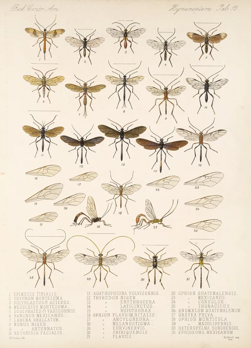 Insecta Hymenoptera Pl 12 Wall Art by Frederick DuCane Godman - High-Resolution Digital Print