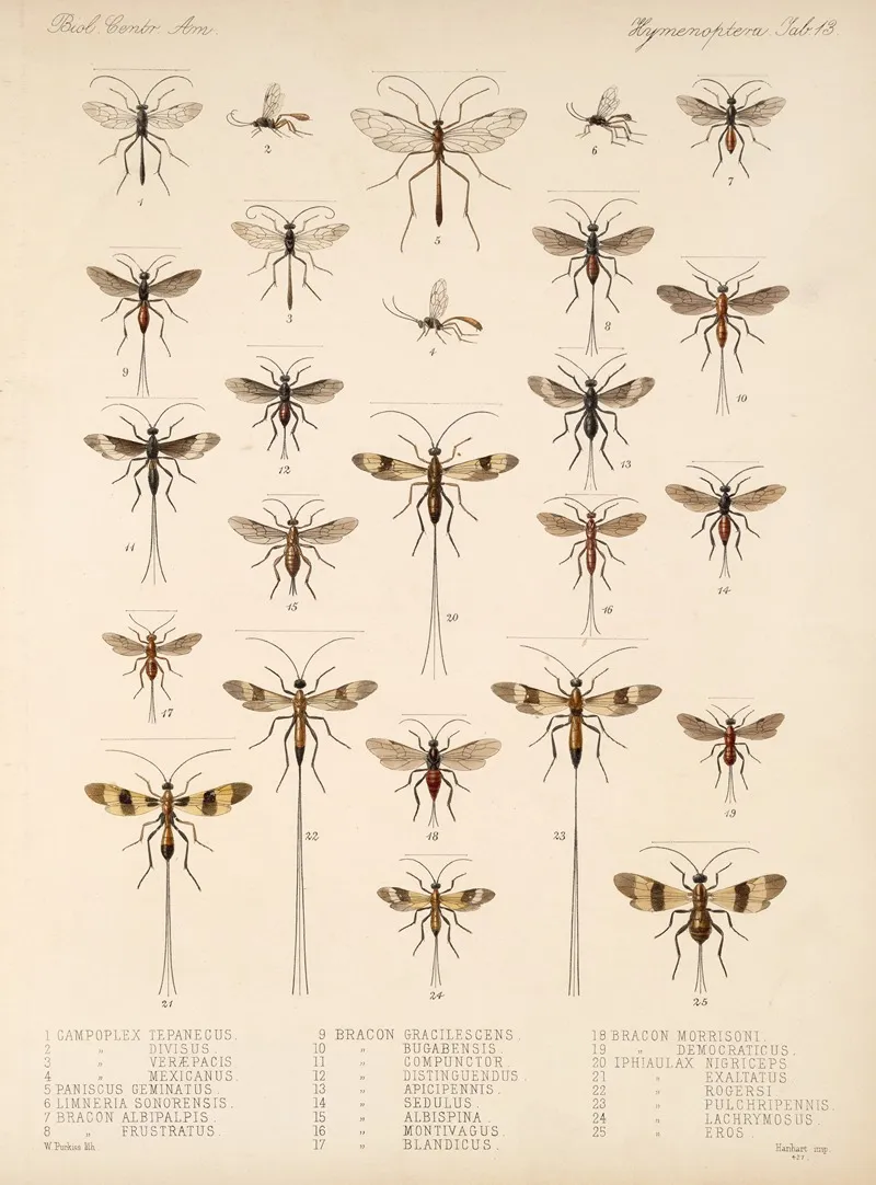 Insecta Hymenoptera Pl 13 Wall Art by Frederick DuCane Godman - High-Resolution Digital Print