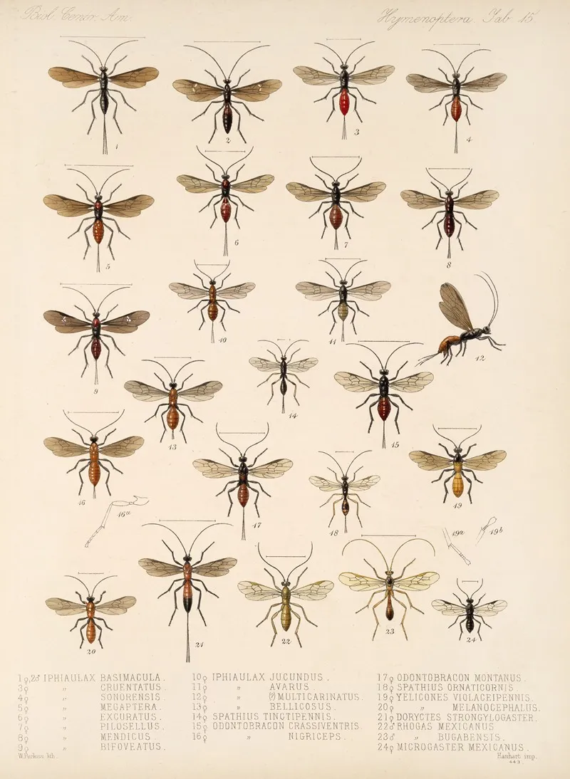 Insecta Hymenoptera Pl 15 Wall Art by Frederick DuCane Godman - High-Resolution Digital Print