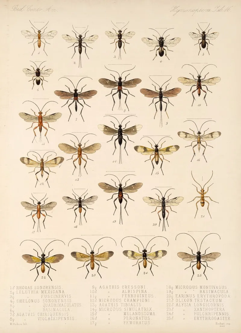 Insecta Hymenoptera Pl 16 Wall Art by Frederick DuCane Godman - High-Resolution Digital Print