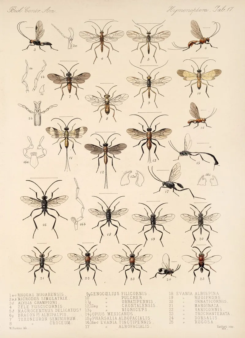 Insecta Hymenoptera Pl 17 Wall Art by Frederick DuCane Godman - High-Resolution Digital Print