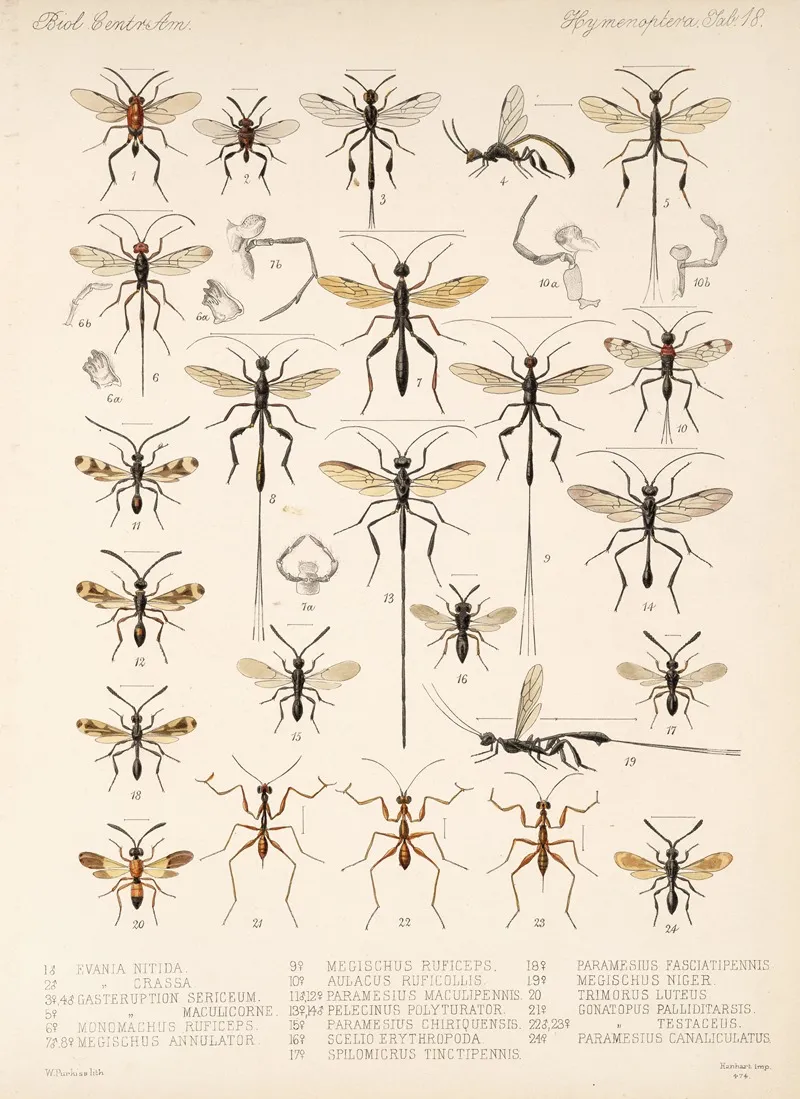 Insecta Hymenoptera Pl 18 Wall Art by Frederick DuCane Godman - High-Resolution Digital Print