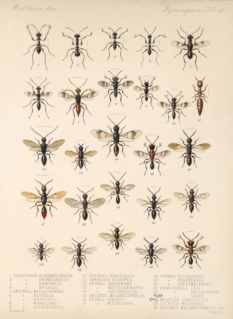 Insecta Hymenoptera Pl 19 Wall Art by Frederick DuCane Godman - High-Resolution Digital Print