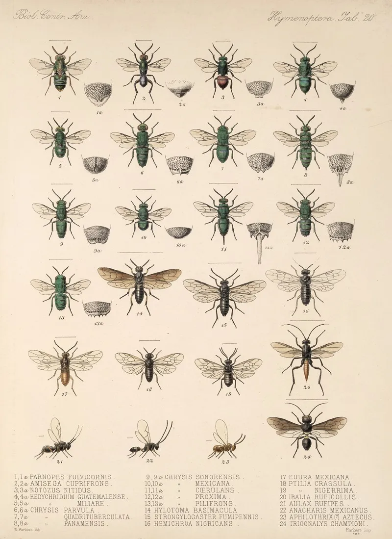 Insecta Hymenoptera Pl 20 Wall Art by Frederick DuCane Godman - High-Resolution Digital Print