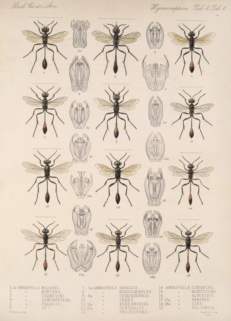 Insecta Hymenoptera Pl 21 Wall Art by Frederick DuCane Godman - High-Resolution Digital Print