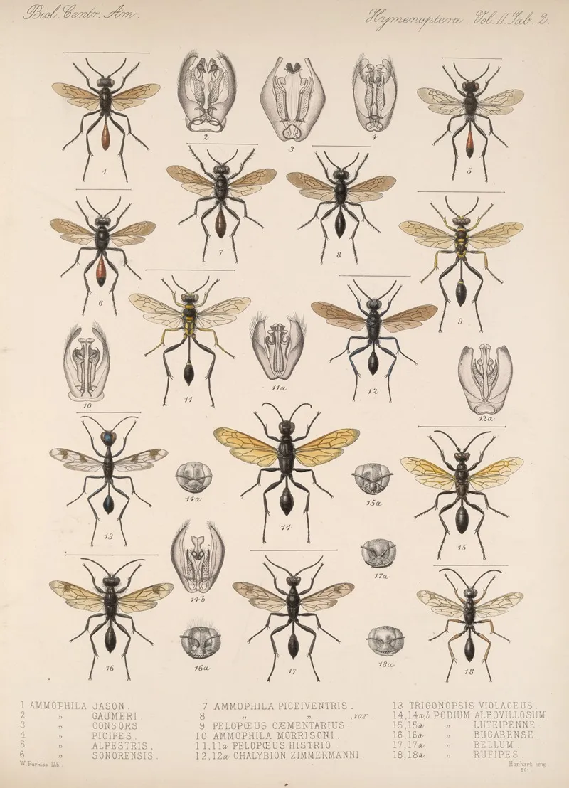 Insecta Hymenoptera Pl 22 Wall Art by Frederick DuCane Godman - High-Resolution Digital Print