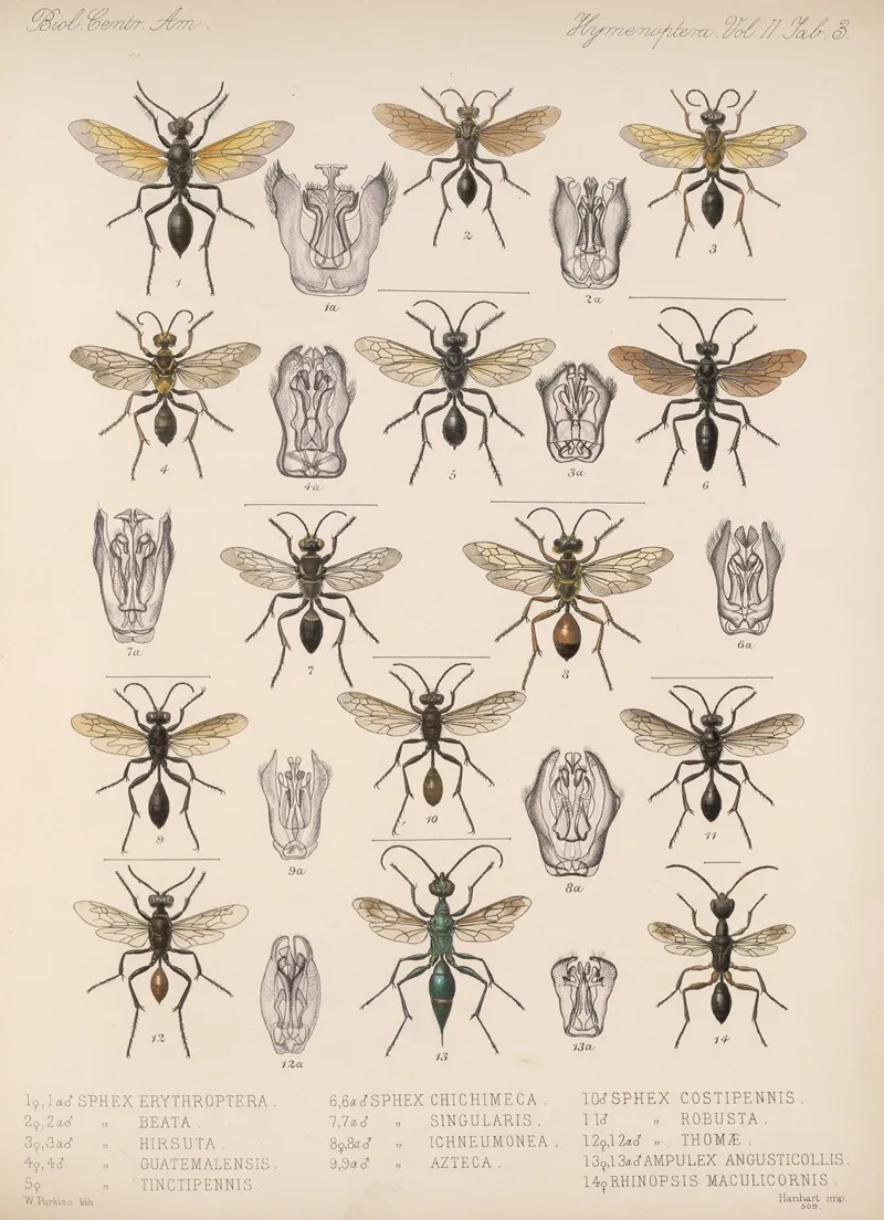 Insecta Hymenoptera Pl 23 Wall Art by Frederick DuCane Godman - High-Resolution Digital Print