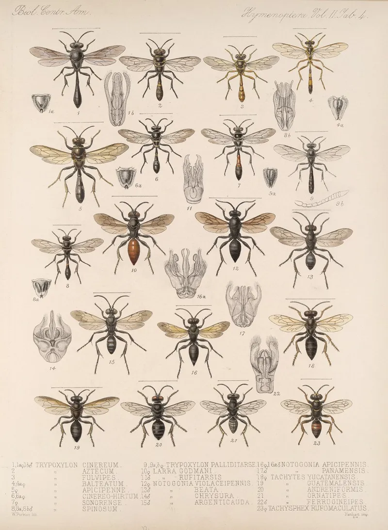 Insecta Hymenoptera Pl 24 Wall Art by Frederick DuCane Godman - High-Resolution Digital Print