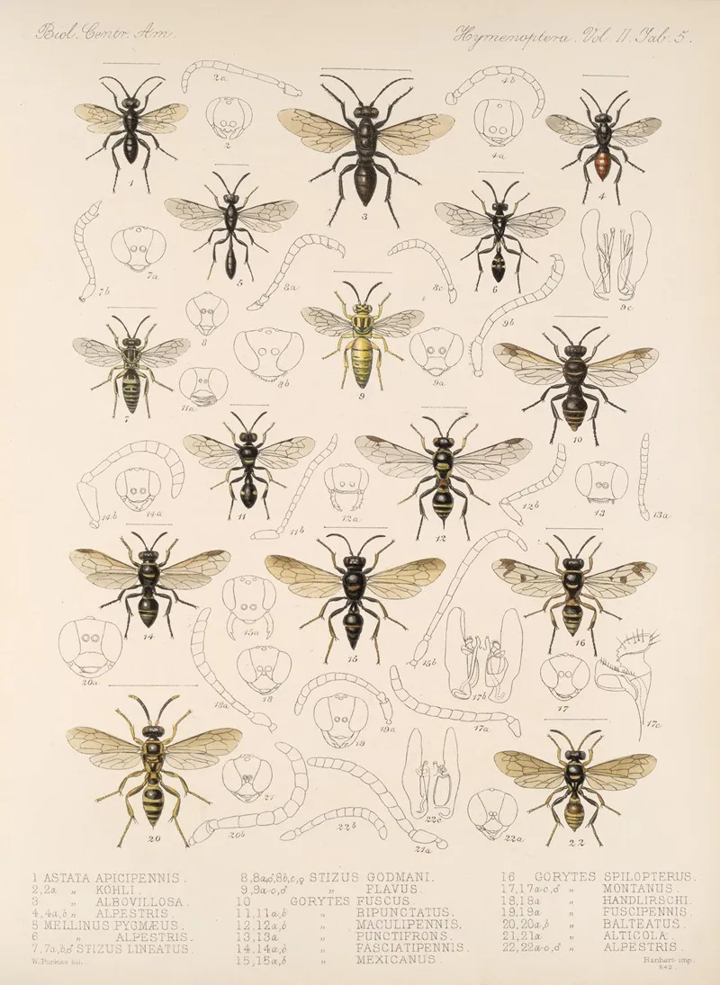 Insecta Hymenoptera Pl 25 Wall Art by Frederick DuCane Godman - High-Resolution Digital Print