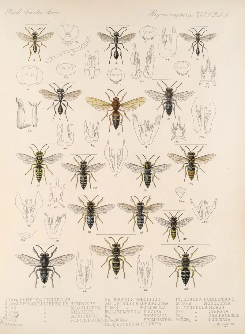 Insecta Hymenoptera Pl 26 Wall Art by Frederick DuCane Godman - High-Resolution Digital Print