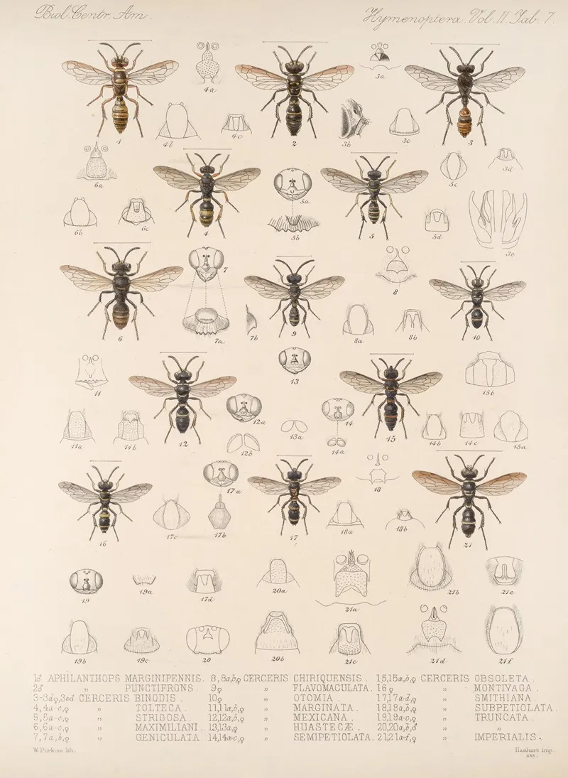 Insecta Hymenoptera Pl 27 Wall Art by Frederick DuCane Godman - High-Resolution Digital Print