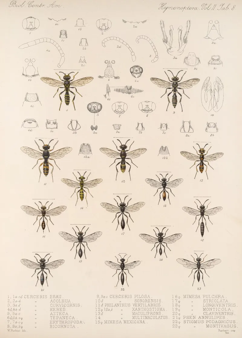 Insecta Hymenoptera Pl 28 Wall Art by Frederick DuCane Godman - High-Resolution Digital Print
