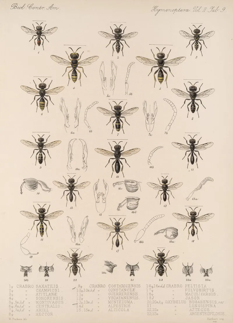 Insecta Hymenoptera Pl 29 Wall Art by Frederick DuCane Godman - High-Resolution Digital Print
