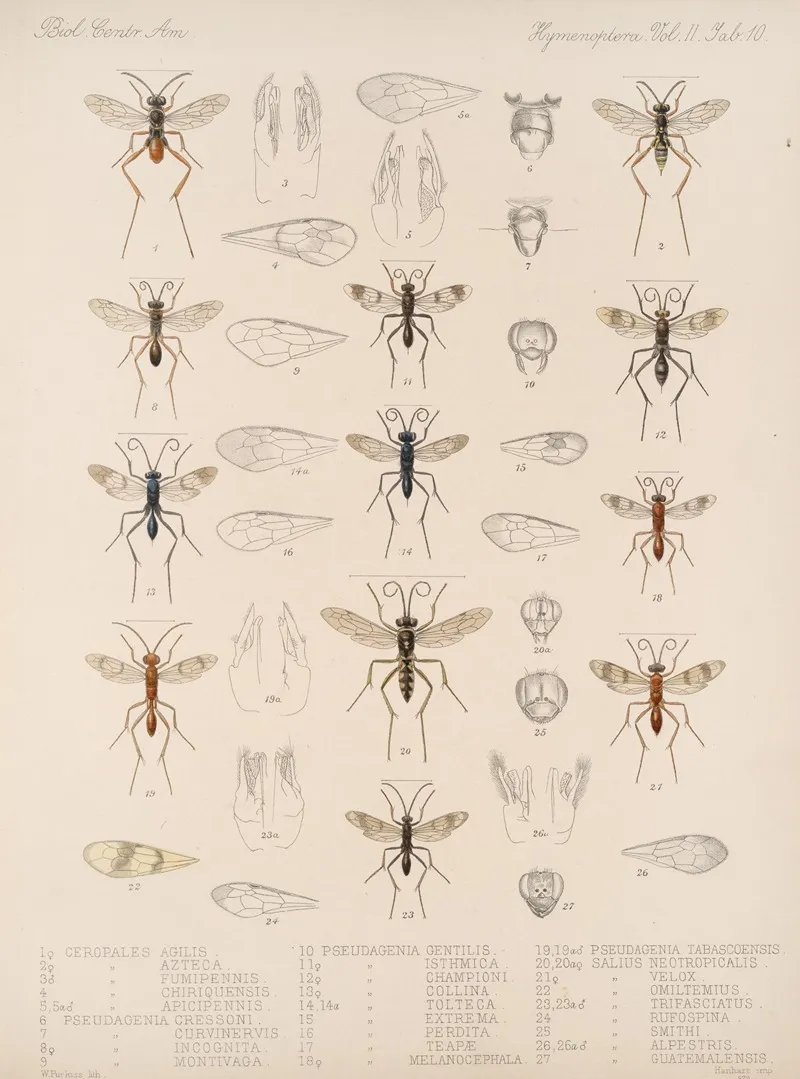 Insecta Hymenoptera Pl 30 Wall Art by Frederick DuCane Godman - High-Resolution Digital Print