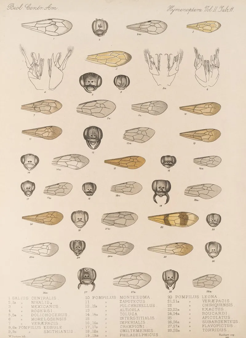 Insecta Hymenoptera Pl 31 Wall Art by Frederick DuCane Godman - High-Resolution Digital Print
