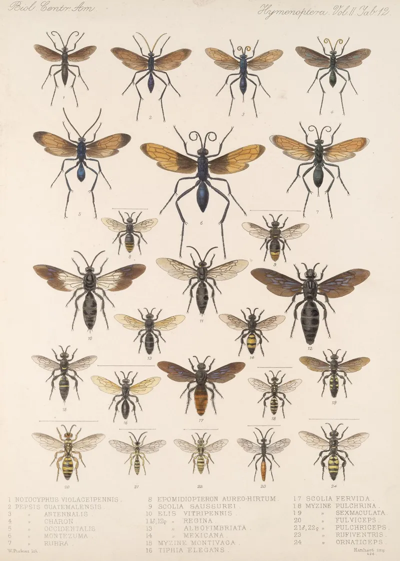 Insecta Hymenoptera Pl 32 Wall Art by Frederick DuCane Godman - High-Resolution Digital Print