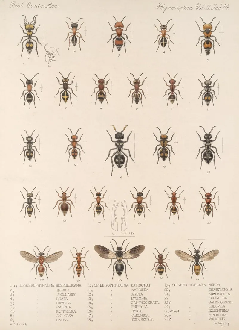 Insecta Hymenoptera Pl 34 Wall Art by Frederick DuCane Godman - High-Resolution Digital Print