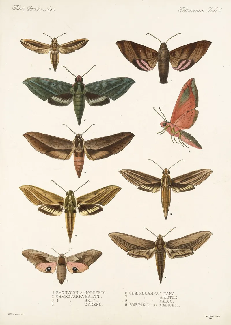 Insecta Lepidoptera Heterocera Pl 001 Wall Art by Frederick DuCane Godman - High-Resolution Digital Print