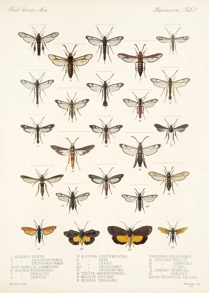 Insecta Lepidoptera Heterocera Pl 005 Wall Art by Frederick DuCane Godman - High-Resolution Digital Print