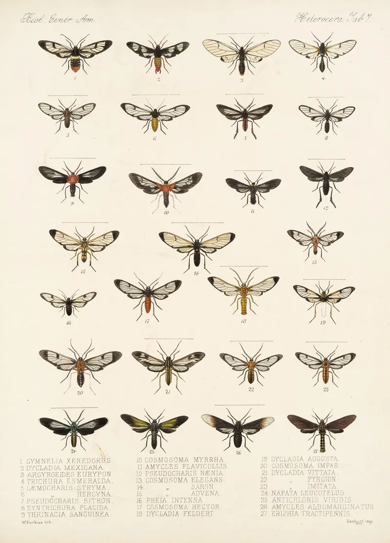 Insecta Lepidoptera Heterocera Pl 007 Wall Art by Frederick DuCane Godman - High-Resolution Digital Print