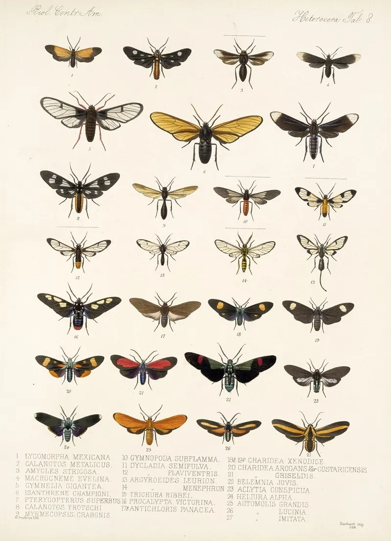 Insecta Lepidoptera Heterocera Pl 008 Wall Art by Frederick DuCane Godman - High-Resolution Digital Print