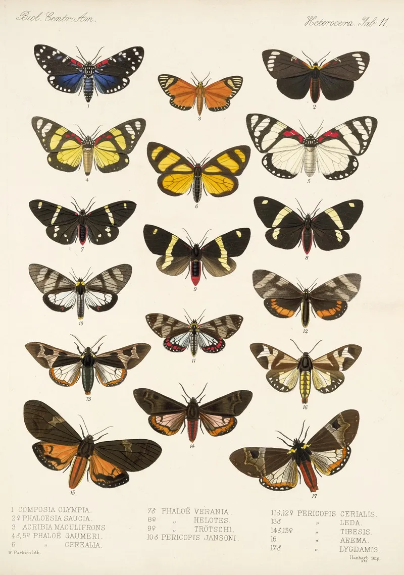 Insecta Lepidoptera Heterocera Pl 011 Wall Art by Frederick DuCane Godman - High-Resolution Digital Print