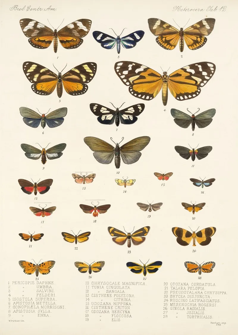 Insecta Lepidoptera Heterocera Pl 012 Wall Art by Frederick DuCane Godman - High-Resolution Digital Print