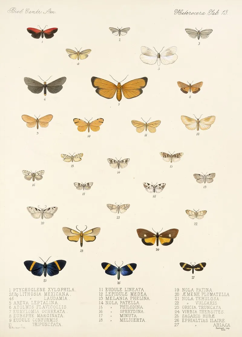 Insecta Lepidoptera Heterocera Pl 013 Wall Art by Frederick DuCane Godman - High-Resolution Digital Print