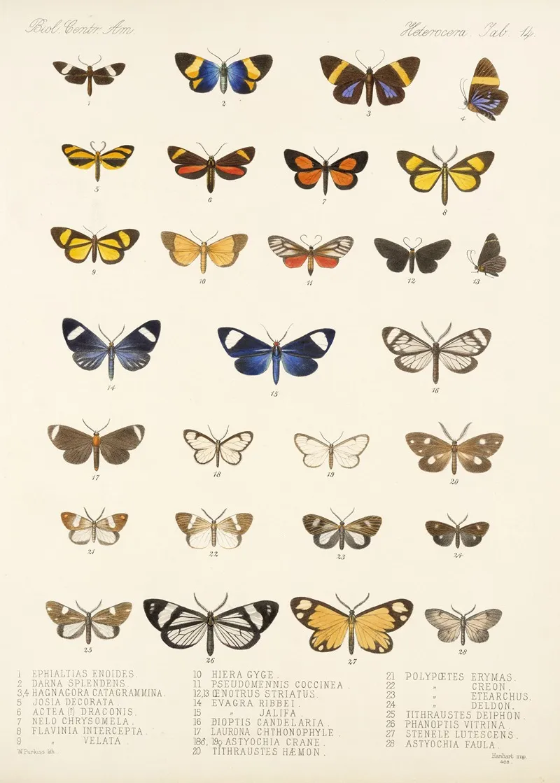 Insecta Lepidoptera Heterocera Pl 014 Wall Art by Frederick DuCane Godman - High-Resolution Digital Print