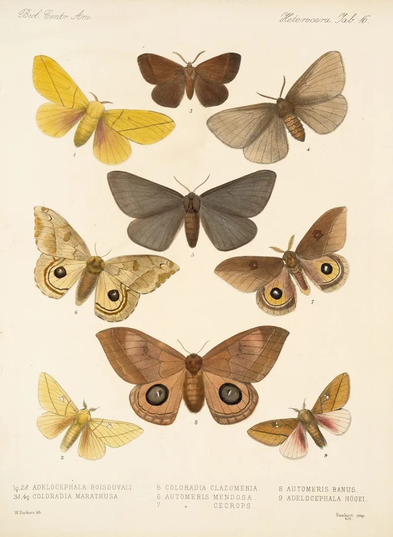 Insecta Lepidoptera Heterocera Pl 016 Wall Art by Frederick DuCane Godman - High-Resolution Digital Print